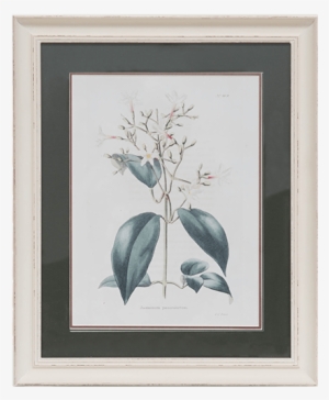 Flower Specimen - E.w. Cooke: Botanisches Kabinett I - Bild Auf Alu-verbundplatte, #1634379