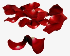 Rose Petals Falling Png - Red Flower Petal Falling Png #1634449