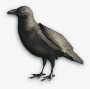 Far Cry Primal Crow #1635383