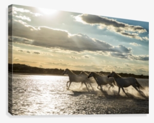 Sea Splash Canvas Print - Stallion #1637570