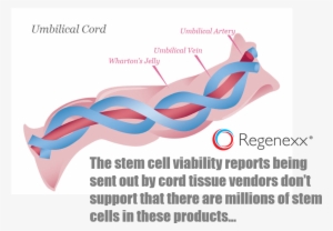 How To Interpret Cell Viability Studies Used By Amnio - Umbilical Cord #1637914