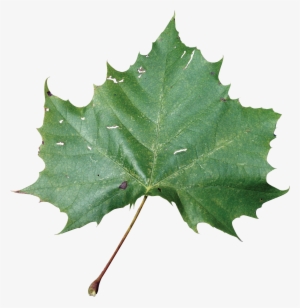 Sycamore Tree Leaf Png Transparent Sycamore Tree Leaf - Rose Leaf Png Hd #1639450