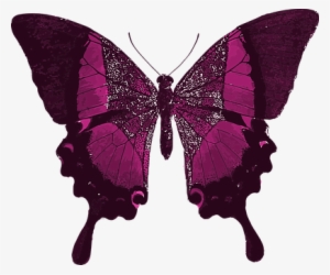 Pink Butterfly Colorful Pretty Animal Inse - Your Time As A Caterpillar Has Expired Quote #1639477