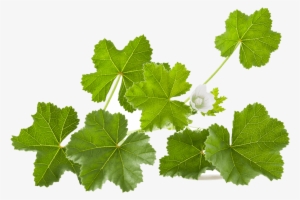 Mallow Leaves - Mallow Leaf Png #1639637
