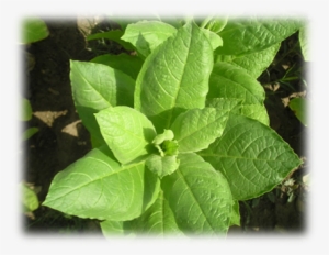Tobacco History In Kyrgyzstan Dates Back To 19th Century - Spinach #1639921