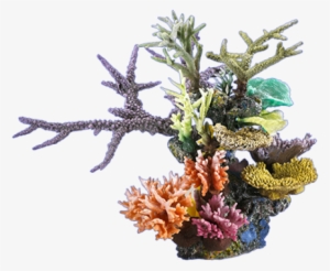 Blobfish Cafe - Arrecife De Coral Png #1640126