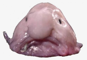 Blobfish Transparent - John Scarce Is Fat #1640155