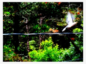 Dove On The Wire - Old-growth Forest #1640225