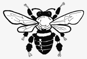 Barth Ny X Snoop Dogg Smoking Series Sock - Beekeeping #1641685