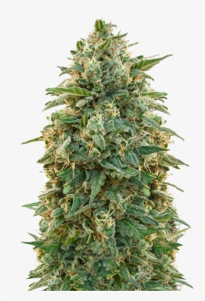 Amnesia - Sensi Seeds White Gold #1641707