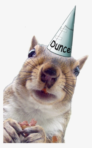 Squirrel - Dunce Cap #1641770