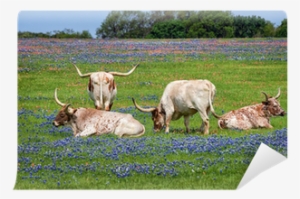 Texas Longhorn Cattle In Bluebonnet Wildflower Pasture - Texas Longhorn #1643095