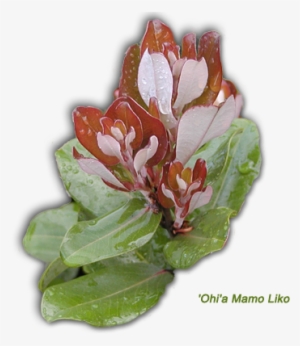 A Home Ohia Mamo Liko - 'ohi'a Lehua #1644081