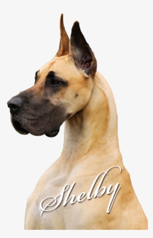 Mooneriver's Footprints - Giant Dog Breed #1645587