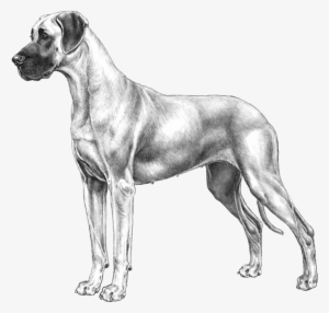 Great Dane - Fci Great Dane #1645606