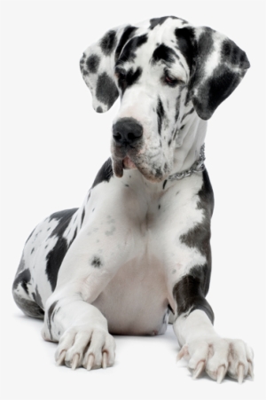 Great Dane - Country Legends Live Tammy Wynette [region 1] #1645672