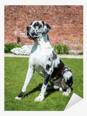 Great Dane #1645832