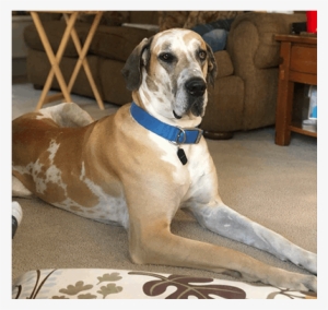 Alabi Great Dane Puppy Breeders In Tx - Great Dane #1645949