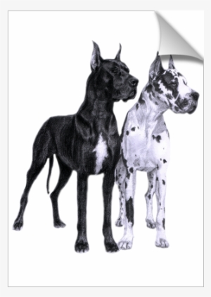 Great Danes Drawing - Große Däne-zeichnen Postkarte #1646189 Great Danes Drawing - Große Däne-zeichnen Postkarte #1646189