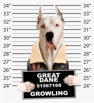 Very Cool Great Dane Mug Shot Funny Dog Art Long Sleeve #1646243