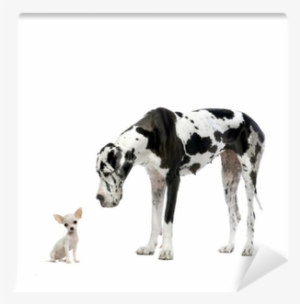 Bioengineering Dog #1646273