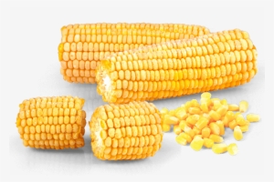 Corn Kernels #1646368