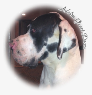 Ludivico Delle Benvenuto Fioravanti 100% Euro Great - Great Dane #1646551