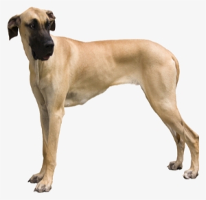 Great Danes Are Some Of The Biggest Dogs On The Planet, - Giant Dog Breed #1646760