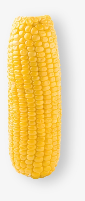 Corn Corn Kernels Free Transparent Png Download Pngkey