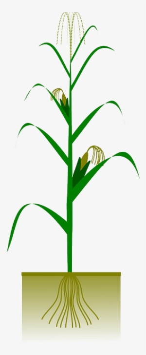 Maize, Corn, Agriculture, Biology, Botany, Cob, Crop - Maize Plant #1647412