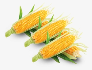 Maize #1647415