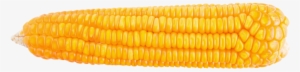 Amplify Your Voice For Corn Policy - Corn Kernels #1647566