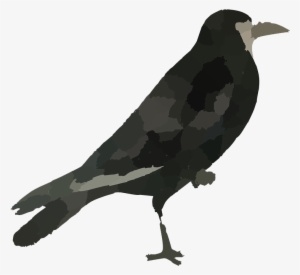 Raven Bird Png Hd - Bird Images Hd Png #1647954