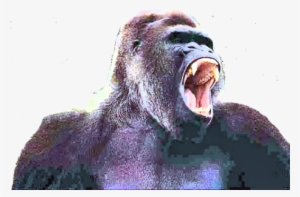The Interest Excited In The Natural History Of The - Gorilla Roar #1648593