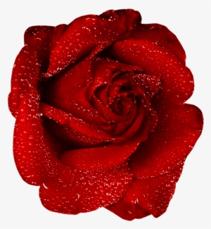 Red Rose With Dew Clipart - Png Clipart One Red Rose #1649103