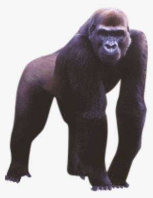 Gorilla Psd - Apes Png #1649203