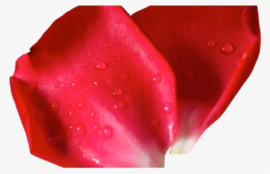 Red Flower Petals - Petal #1649382