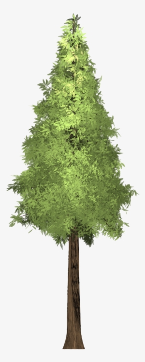 Forest, Redwood Tree Painted Tree Green Nature Pla - Painting #1649805