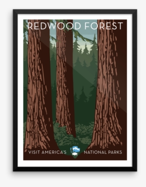 Redwood Forest Print - Yellowstone National Park #1649952
