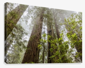 Redwood Trees In Fog, Redwood National And State Parks - Ready To Frame Artwork Forest Redwood #1650043