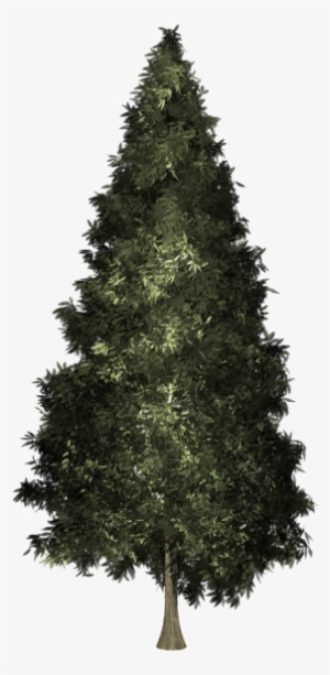 Welch Pine Christmas Tree #1650115