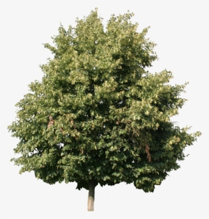 2d Trees - Linden Tree Cut Out #1650154