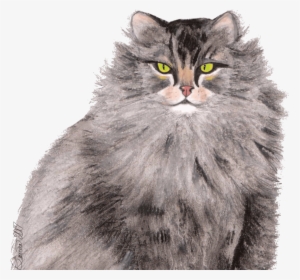Greymainecoon Catsitting 8 Png - Domestic Long-haired Cat #1650232