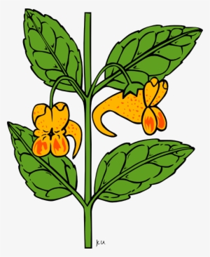 How To Set Use Wild Orange Flower Clipart #1650705