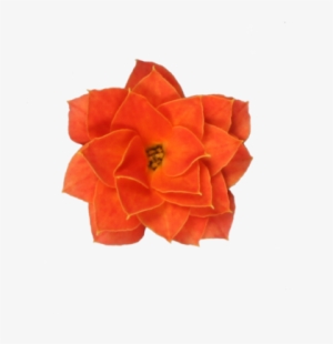 Double Flower Orange - Widow's-thrill #1650841