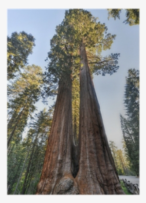 Sequoia National Park #1650846