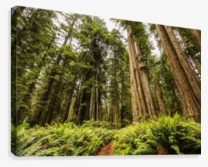 Redwood Trees, Lady Bird Jonhson Grove, Redwood National #1650865