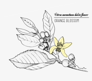 Fleurdoranger2 - Drawing #1650944