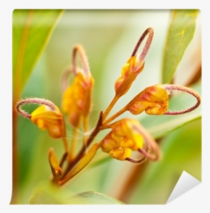 Australian Wildflower Grevillea Venusta Orange Flower - Grevillea Venusta #1650969