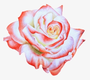 Hand Painted Side View Rose Flower Png Transparent - Watercolor Painting #1652335